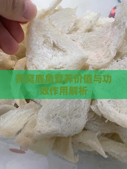鹿角燕窝有什么营养价值