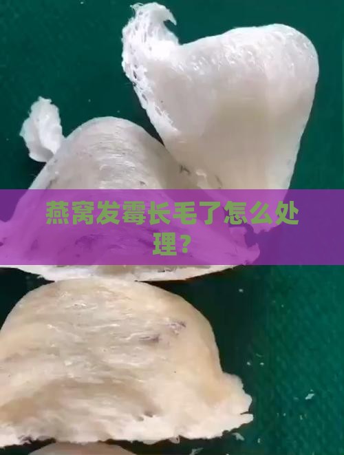 女生小燕窝长毛了怎么办