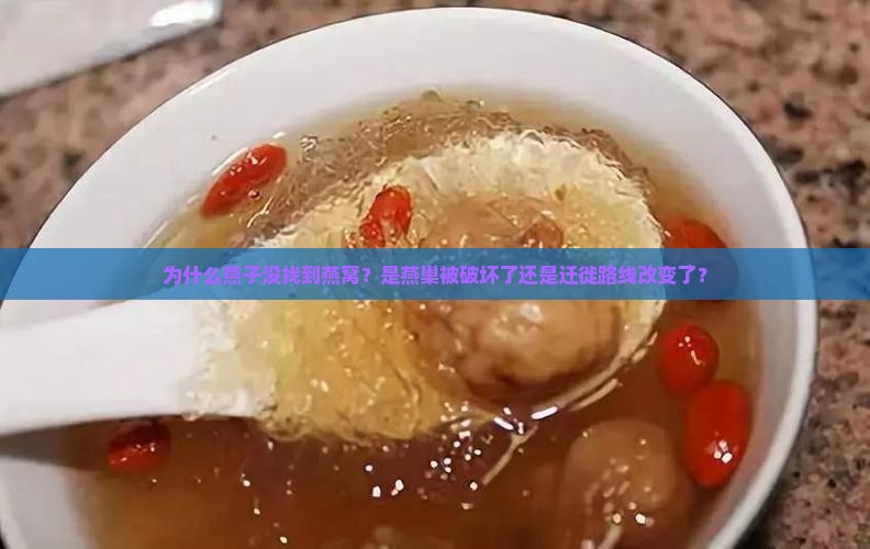 燕子怎么没找到燕窝呢