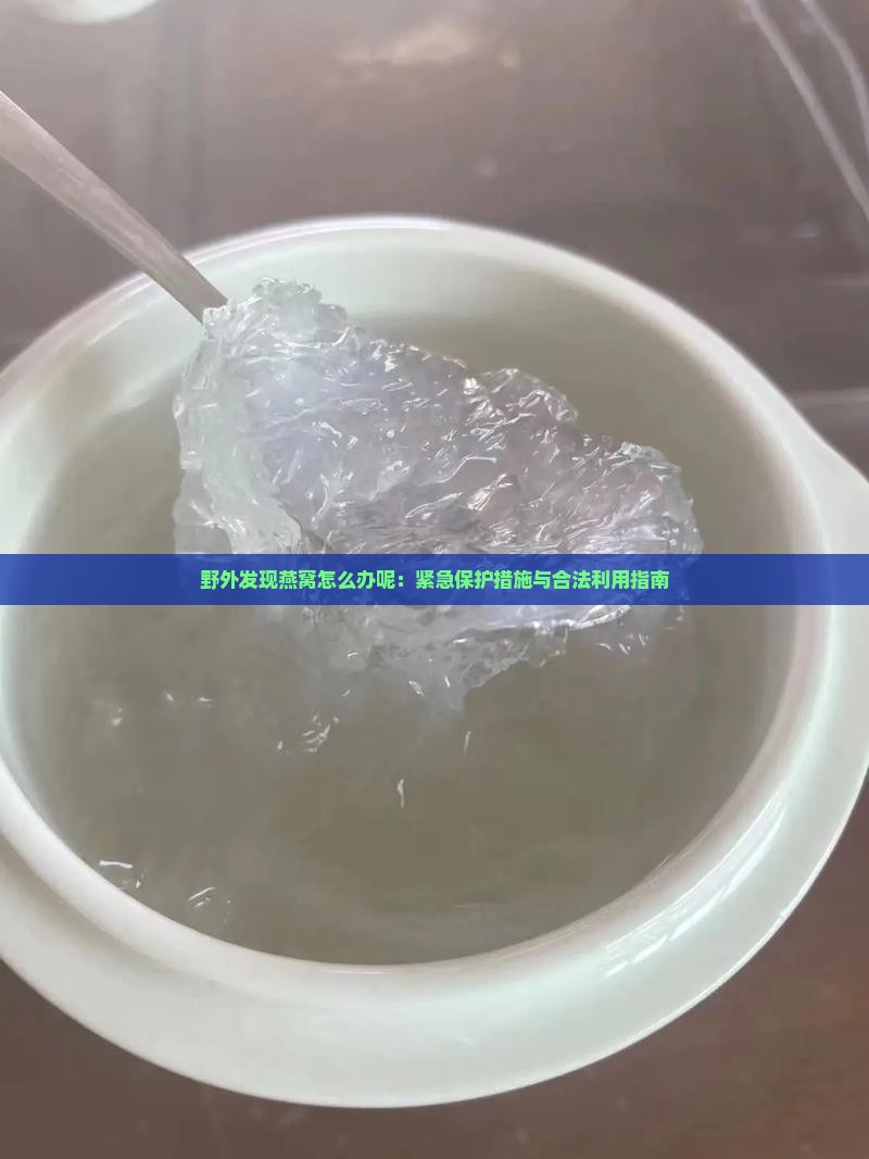 野外发现燕窝怎么办呢