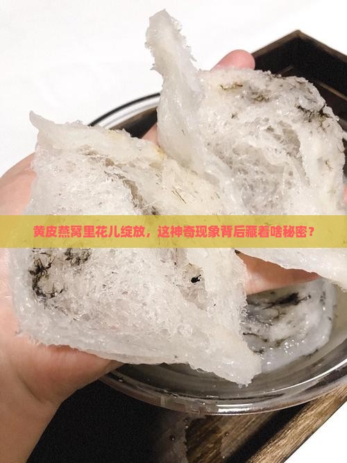 黄皮燕窝开花怎么回事