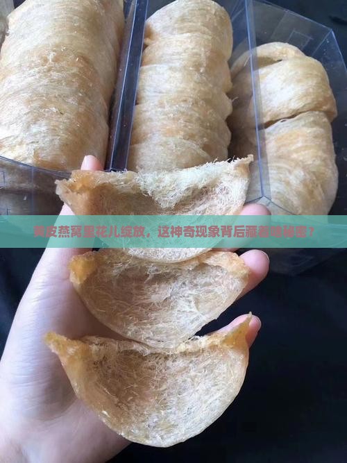 黄皮燕窝开花怎么回事