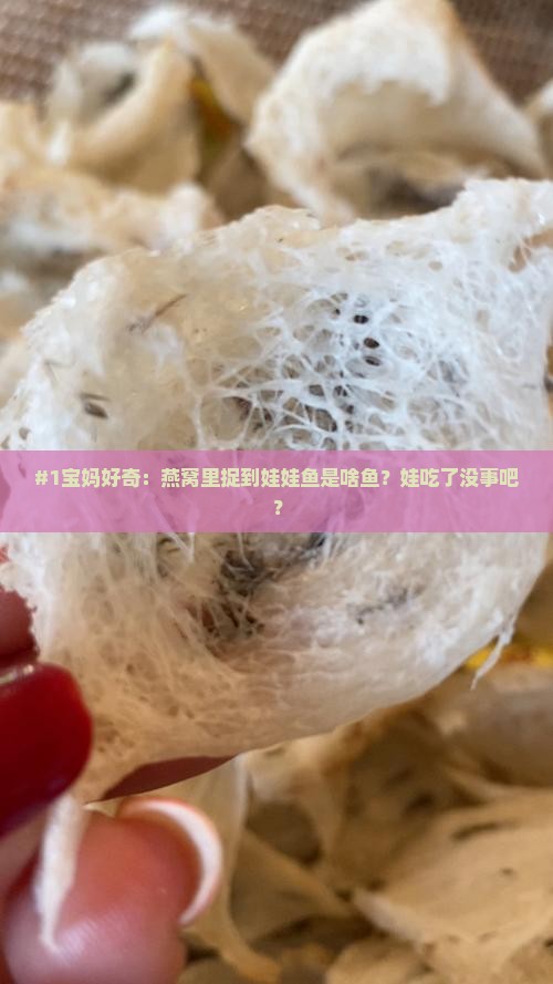 燕窝里的娃娃鱼是什么鱼