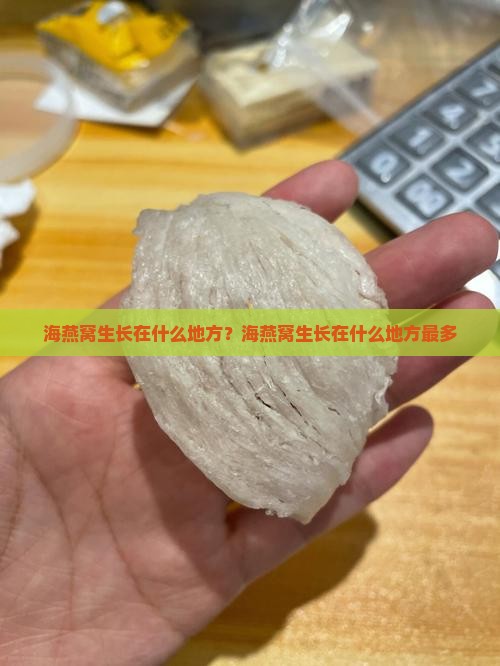海燕窝生长在什么地方