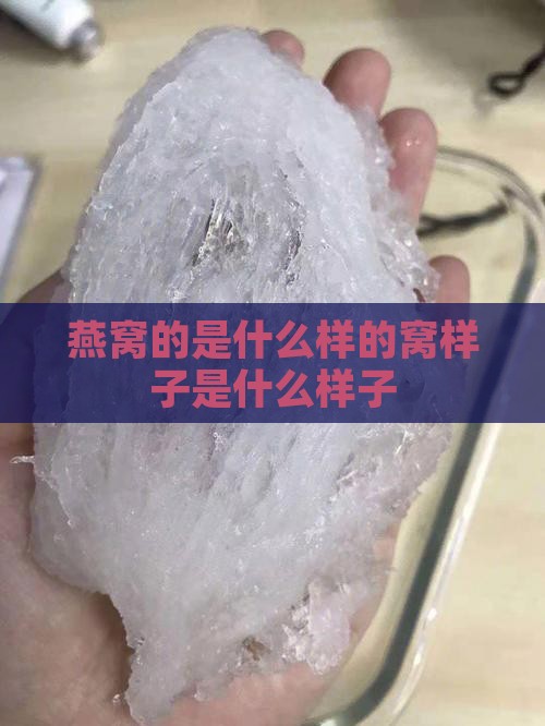 产燕窝的是什么样子的