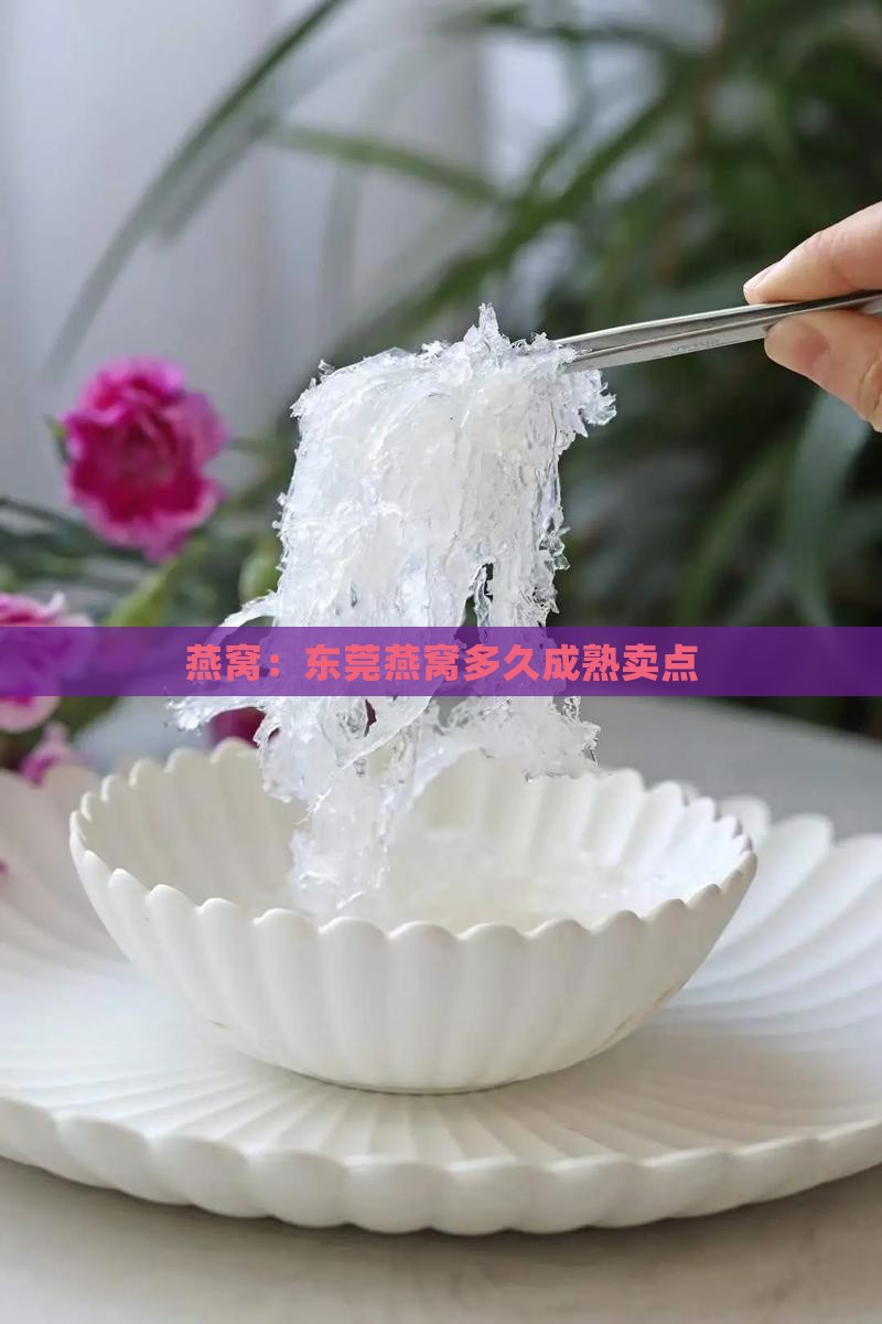东莞燕窝多久成熟卖点 东莞燕窝多久成熟卖点