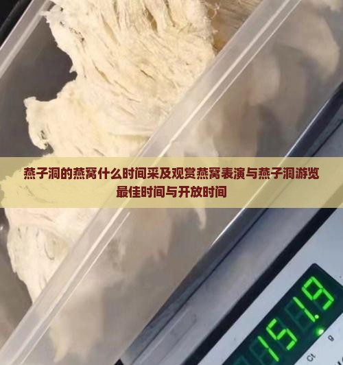 燕子洞的燕窝什么时间采