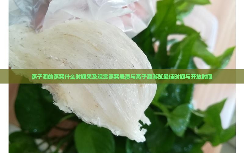 燕子洞的燕窝什么时间采