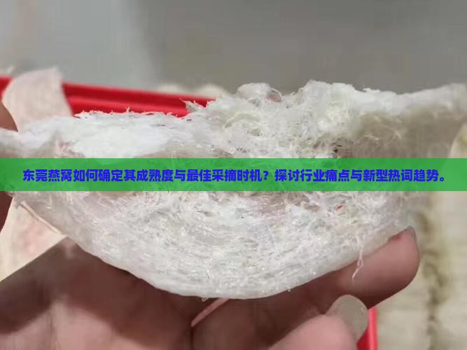 东莞燕窝多久成熟采摘的