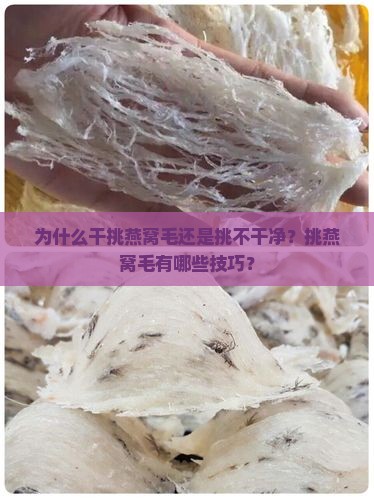 干挑燕窝毛怎么挑不干净