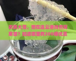 连云港市哪里卖燕窝果苗