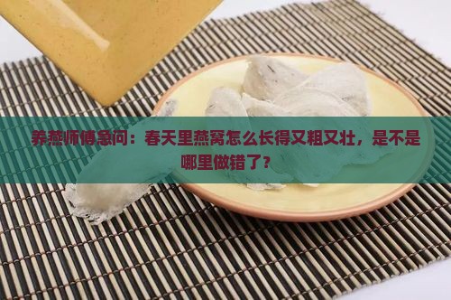春季燕窝粗壮怎么回事儿