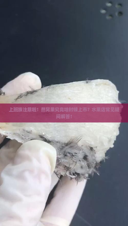燕窝果哪个时间有卖的呀