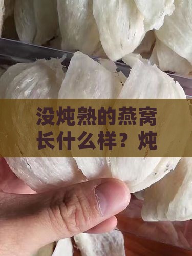 没炖熟的燕窝长什么样 没炖熟的燕窝长什么样
