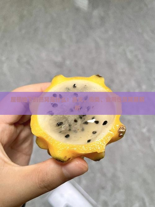 屋檐地下的燕窝是什么