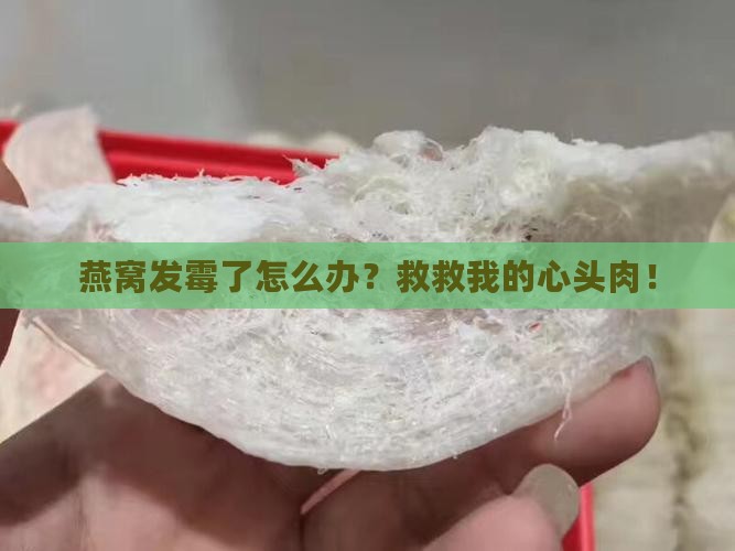 如何解决燕窝发霉问题