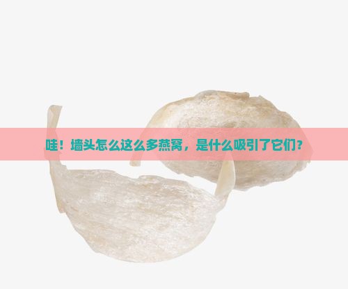 墙顶上有好多燕窝是什么