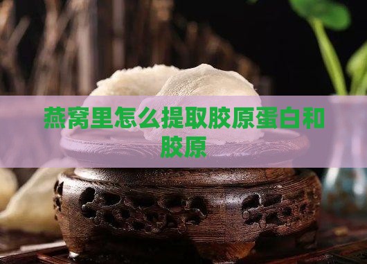 燕窝里怎么出胶原蛋白