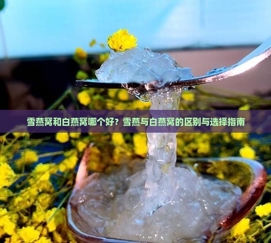 雪燕窝和白燕窝哪个好