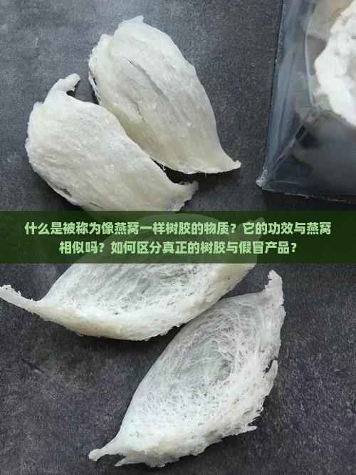 像燕窝一样树胶的叫什么
