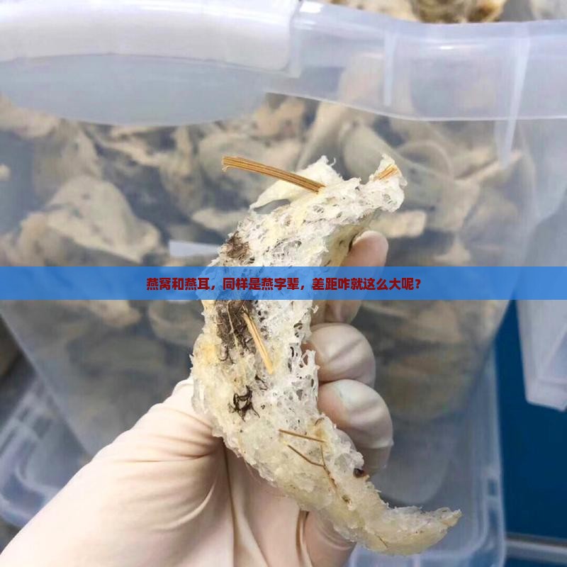 燕窝和燕耳区别在哪里