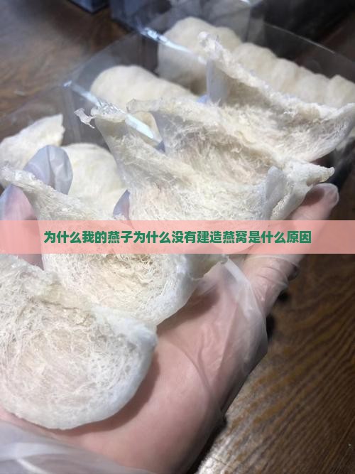 为什么我的燕子没有燕窝