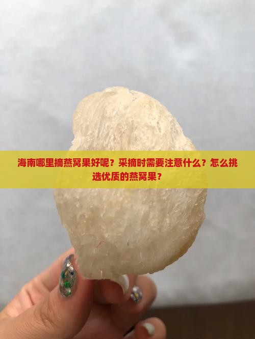 海南哪里摘燕窝果好呢
