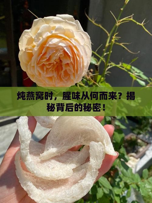 燕窝炖出来为什么有腥味