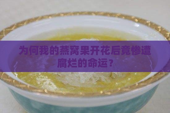 燕窝果开花腐烂怎么回事