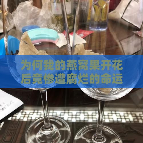 燕窝果开花腐烂怎么回事