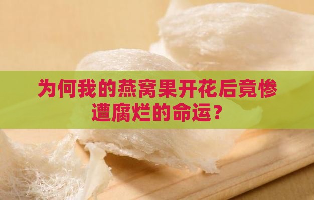 燕窝果开花腐烂怎么回事