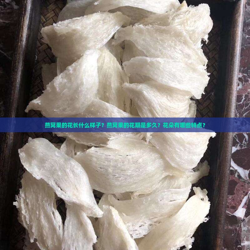 燕窝果的花长什么样子