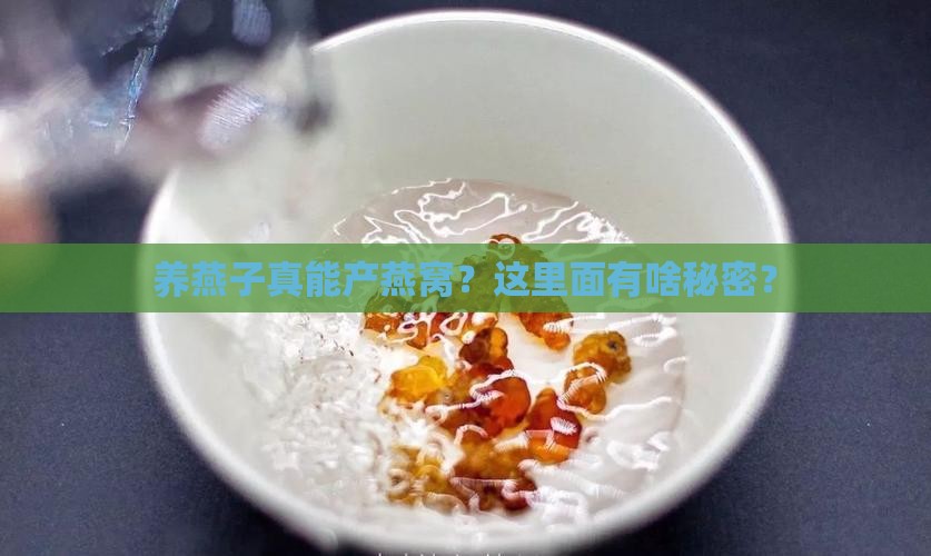 燕子怎么养才能成燕窝呢