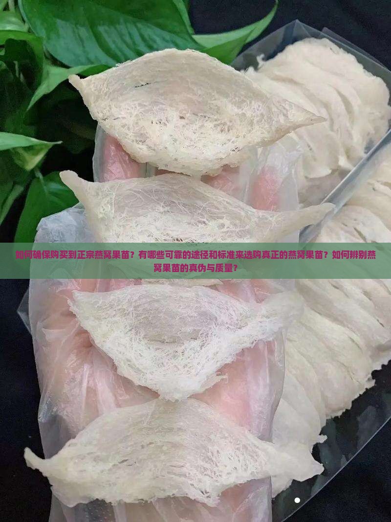 怎么买到真的燕窝果苗