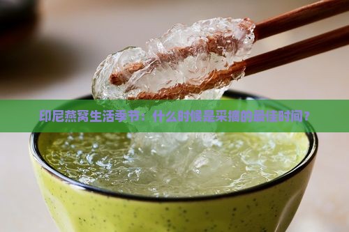 印尼的燕窝什么时候采摘