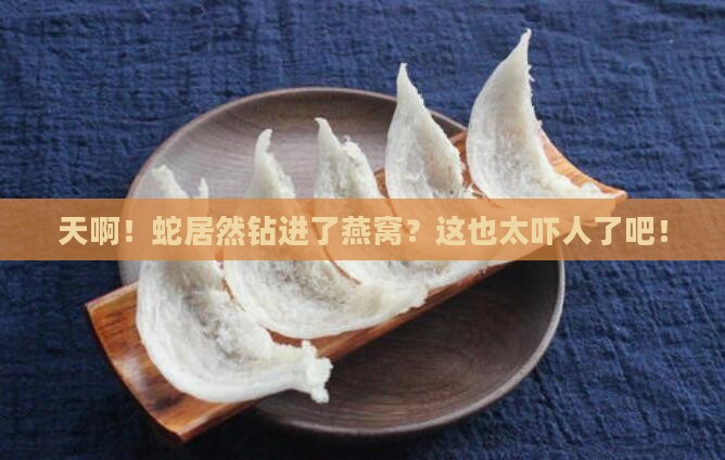 蛇怎么爬进燕窝里去了