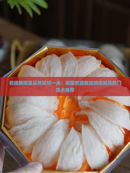 芭提雅哪里采燕窝好一点