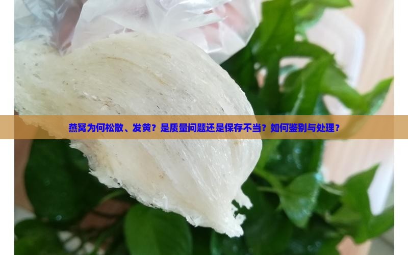 燕窝松散发黄怎么回事