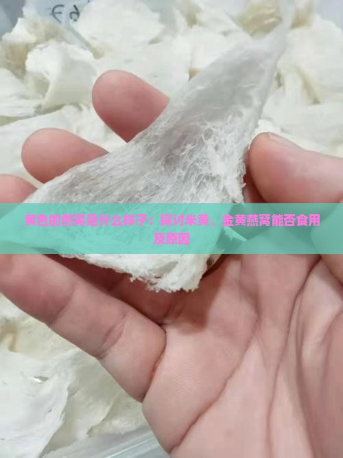 黄色的燕窝是什么样子