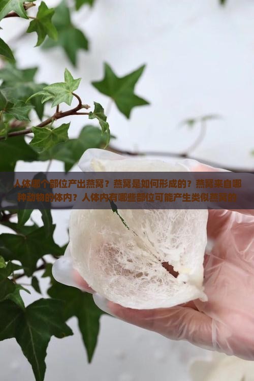 人身体哪个位置是燕窝