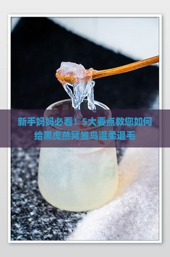 黑虎燕窝雏退毛注意什么