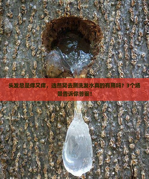 燕窝去屑洗发水怎么样