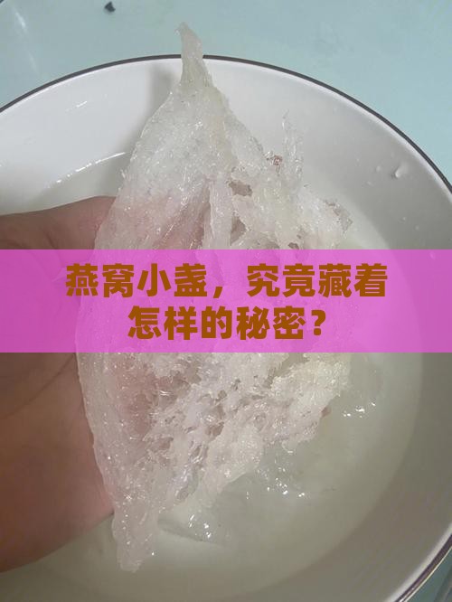 燕窝种类小盏是什么样的