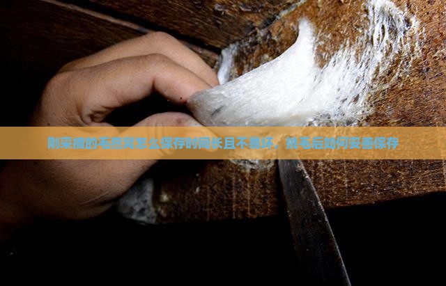 刚采摘的毛燕窝怎么保存