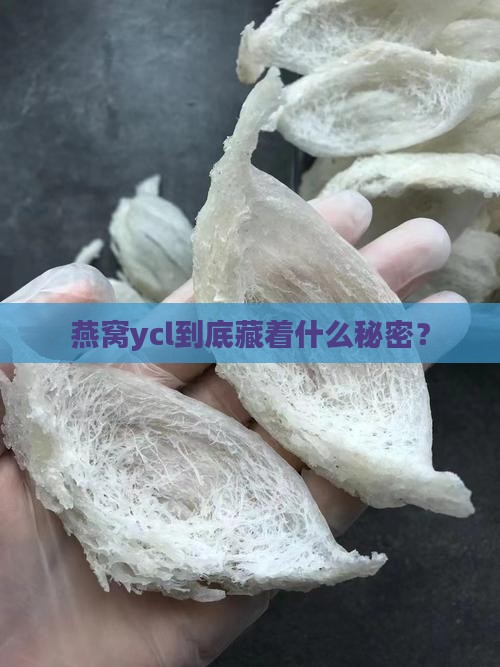 燕窝ycl是什么意思