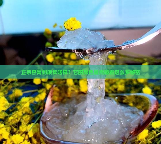 正宗燕窝是什么颜色的