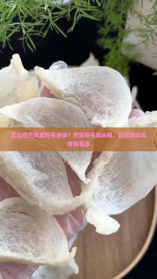 怎么把燕窝里的毛去掉