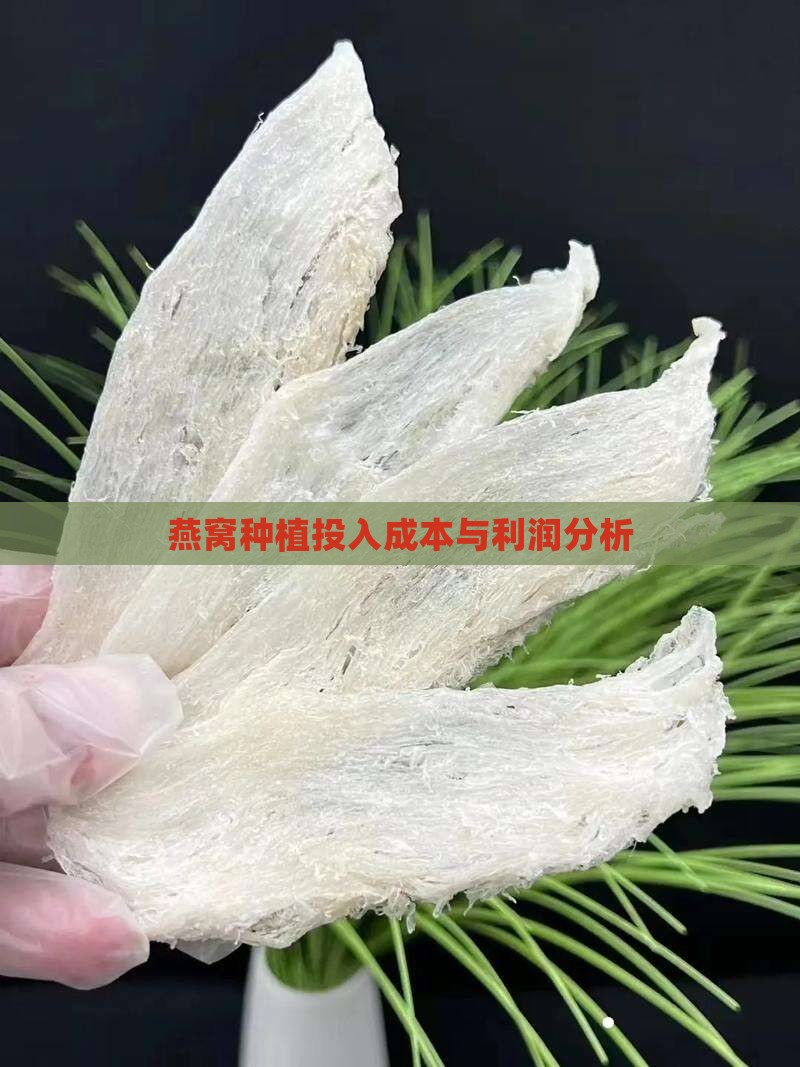 燕窝果利润一般是多少