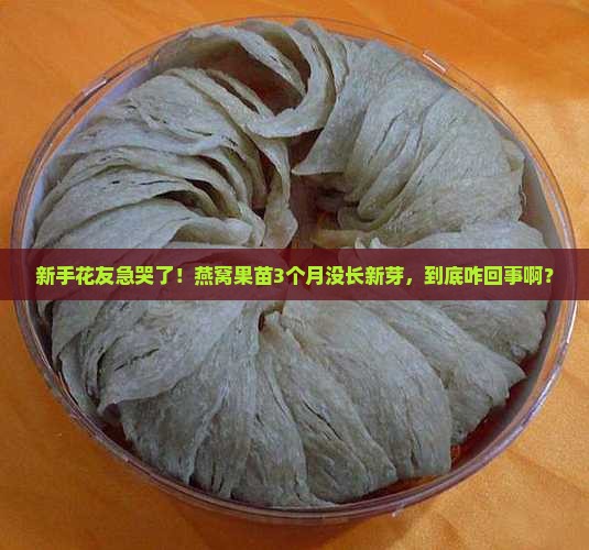 燕窝果苗不长新芽怎么办