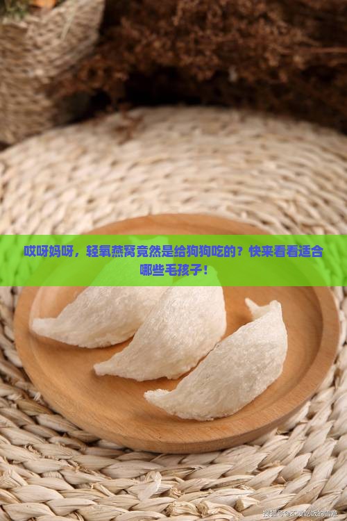 轻氧燕窝什么狗狗品种
